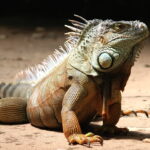 Myths and Facts About These Incredible Reptiles