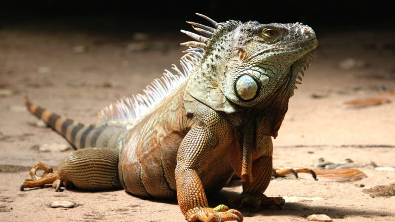 Myths and Facts About These Incredible Reptiles