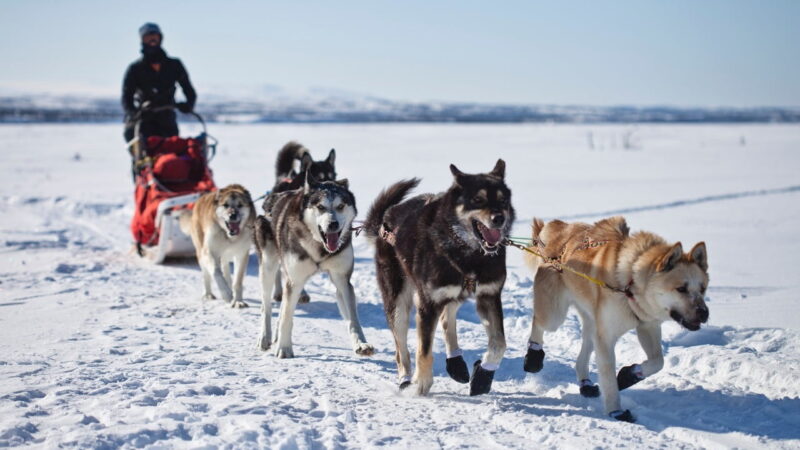 Exploring the World of Snow Dogs in Cold Climates