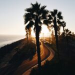 How Coastal Forests Shape Seaside Landscapes