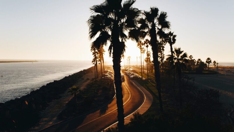 How Coastal Forests Shape Seaside Landscapes