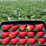 Strawberry Nutrition Facts: What Makes Them So Healthy?