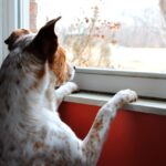 Exploring Your Dog’s Curiosity and Observation Skills