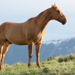 Feeding Your Horse for Optimal Performance and Health