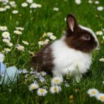 What to Feed Your Rabbit for a Healthy Life