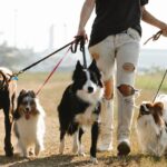 Essential Tips for a Happy and Healthy Furry Friend