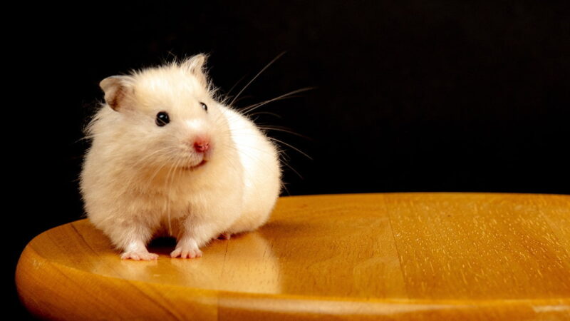 Paws and Play: The Delights of Having a Pet Hamster
